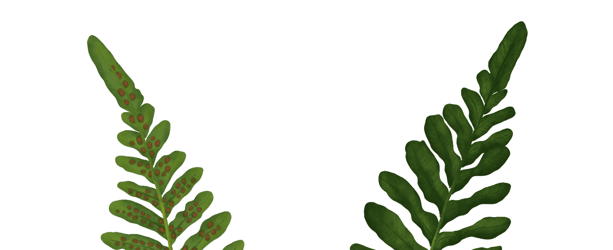 Polypodium Scouleri